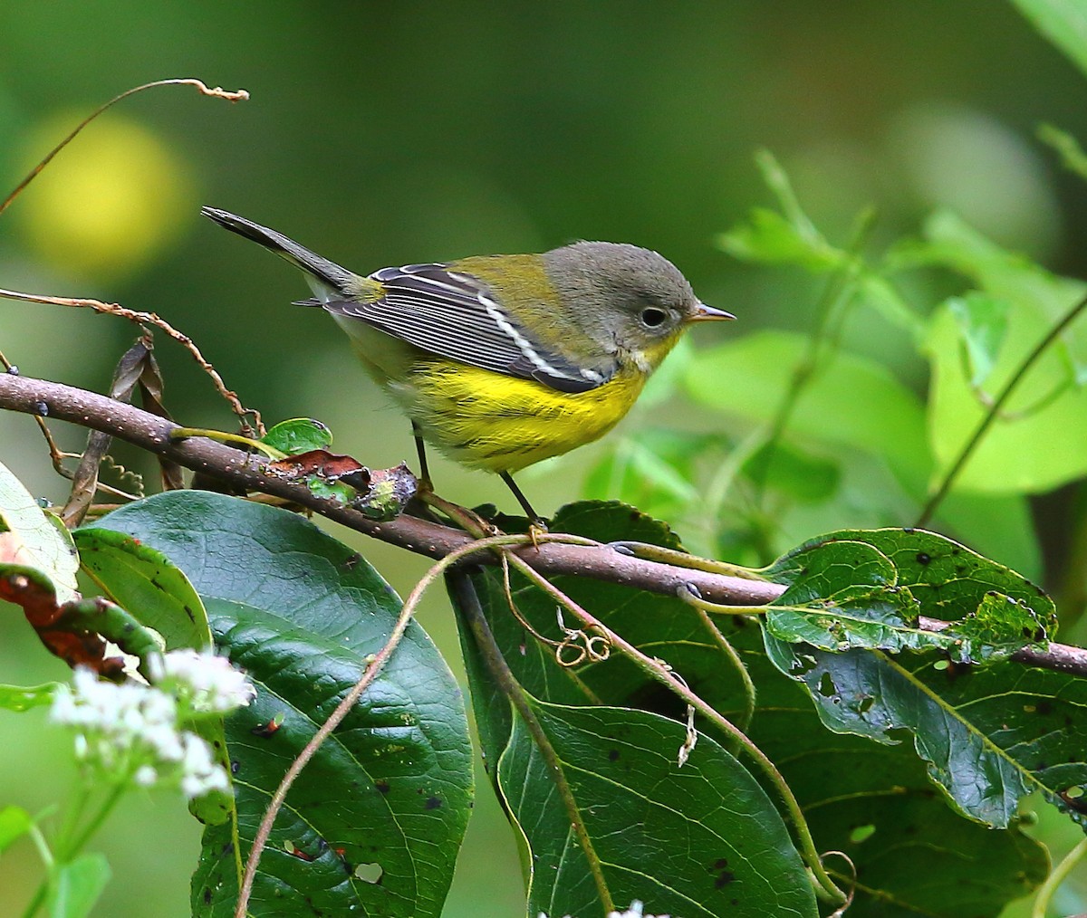 Magnolia Warbler - ML183910791