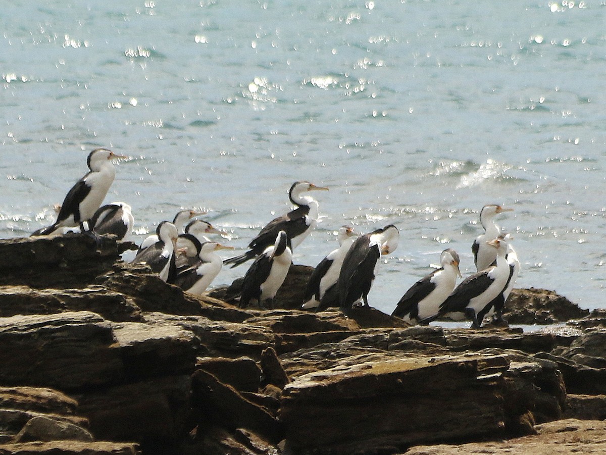 Pied Cormorant - ML183912331