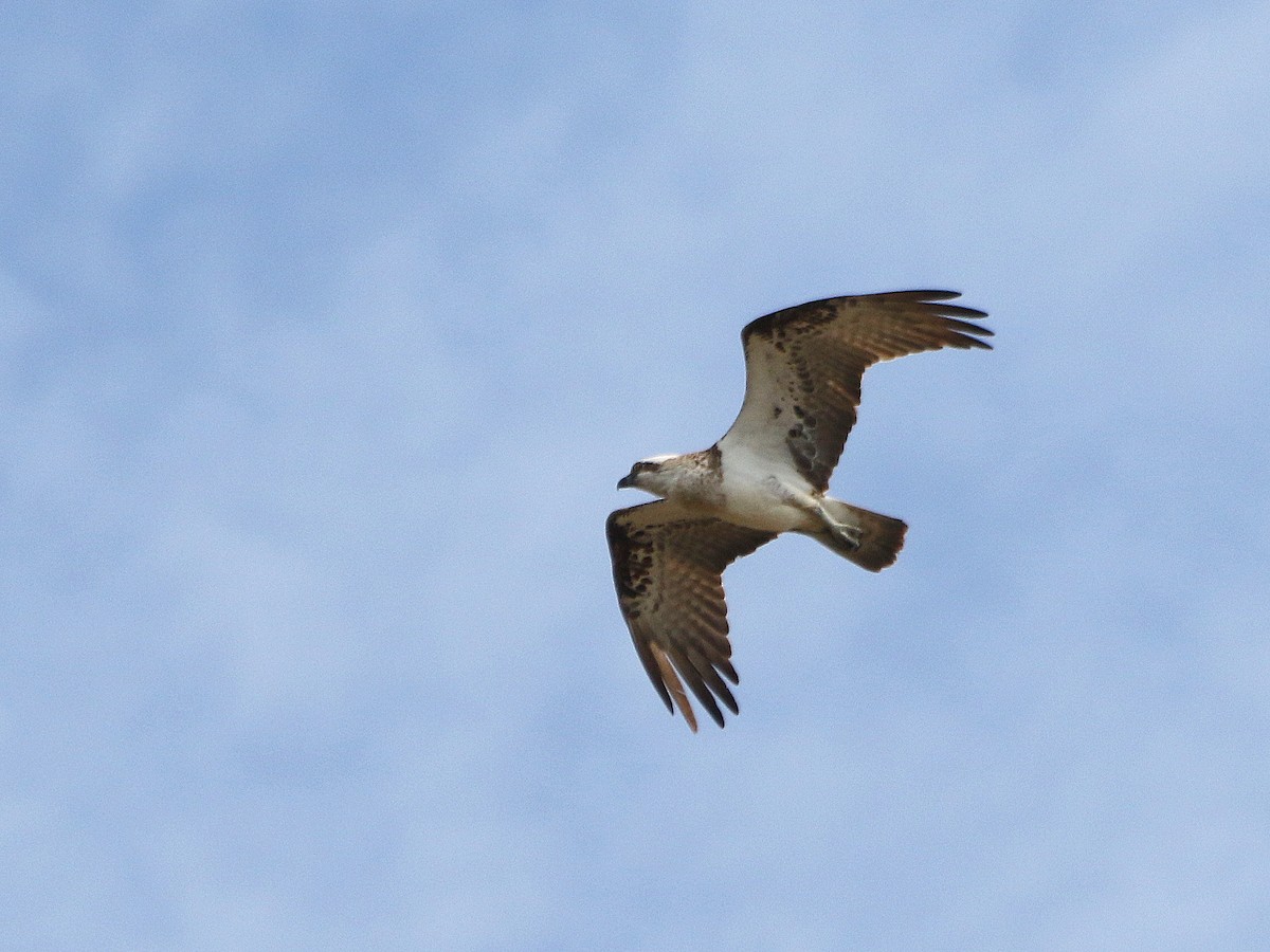 Balbuzard pêcheur - ML183912411