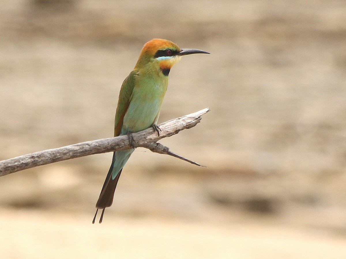 Rainbow Bee-eater - David  Mules