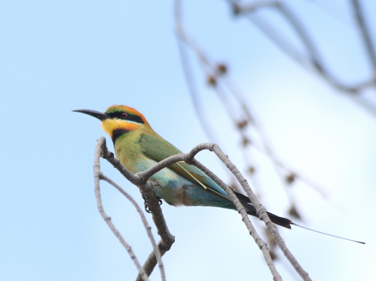 Rainbow Bee-eater - David  Mules