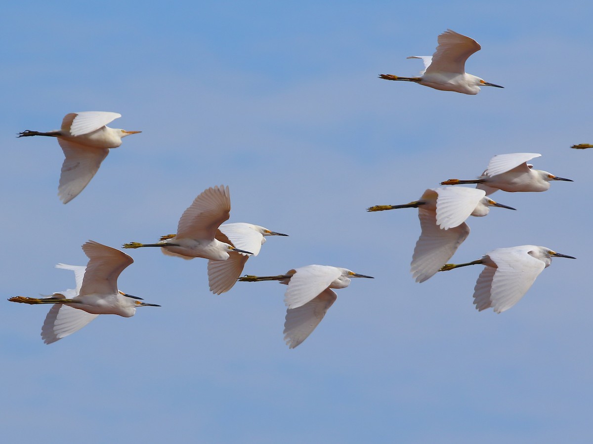 Snowy Egret - ML183912911