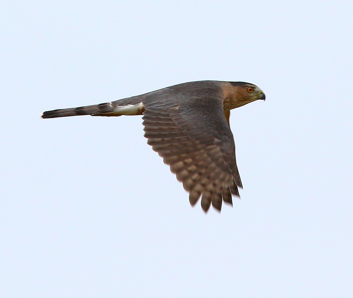 Cooper's Hawk - ML183913641