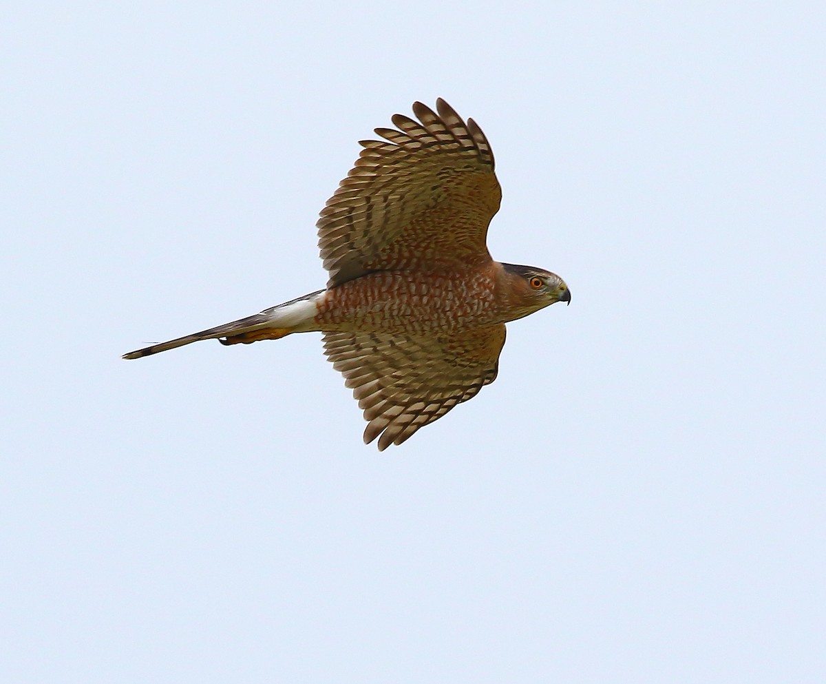 Cooper's Hawk - ML183913661