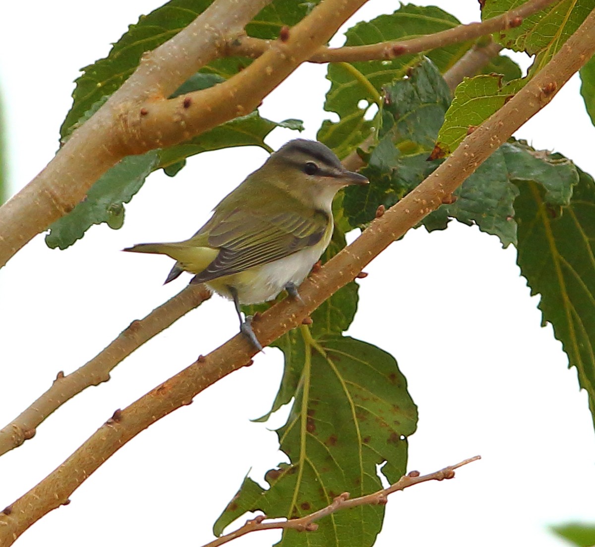 rødøyevireo - ML183913761