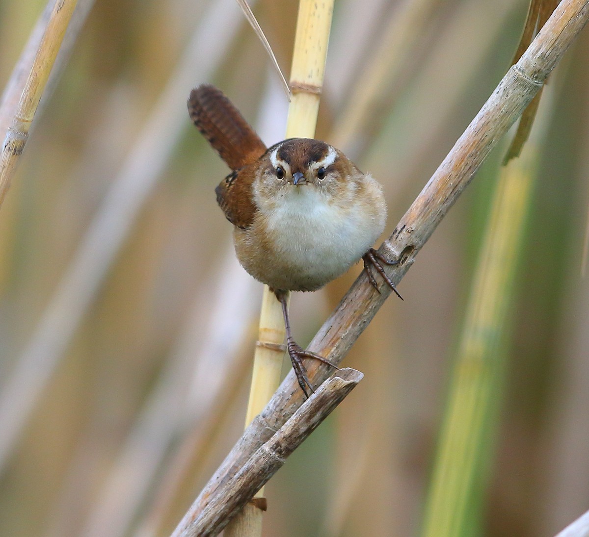 Marsh Wren - Bala Chennupati