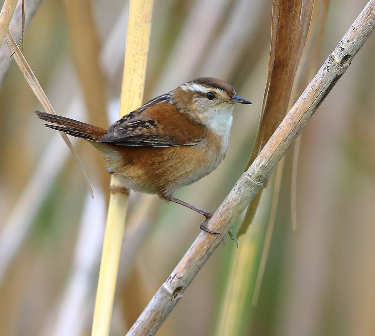 Marsh Wren - ML183913951