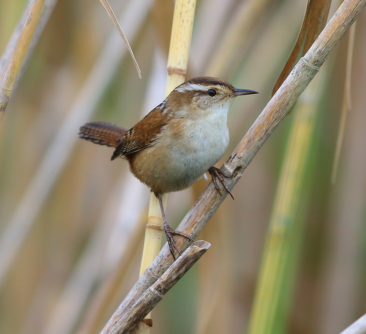 Marsh Wren - Bala Chennupati