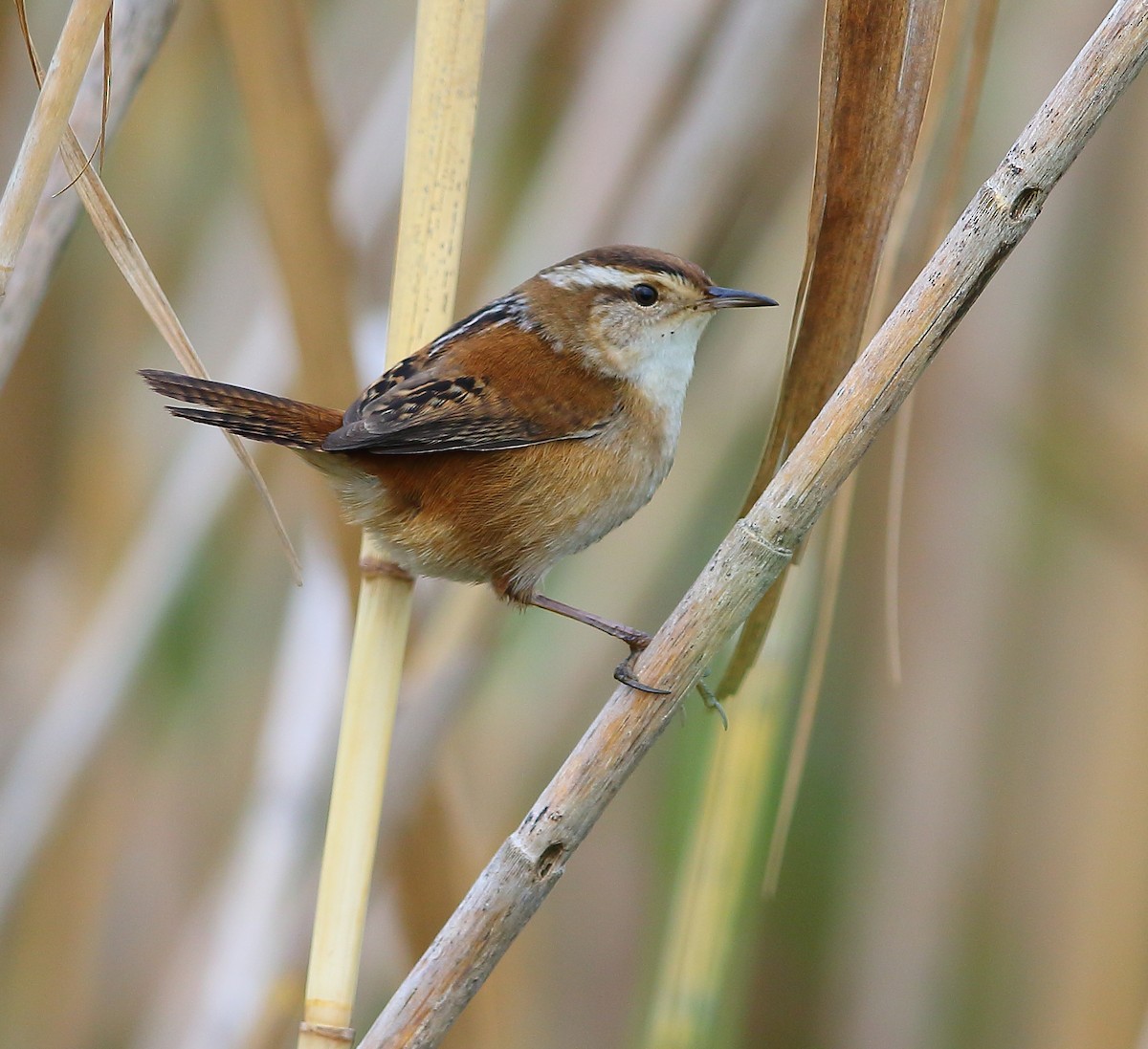 Marsh Wren - ML183913971