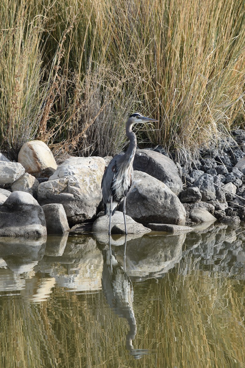 Great Blue Heron - ML183915731