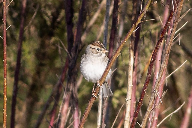 Chipping Sparrow - ML183918341