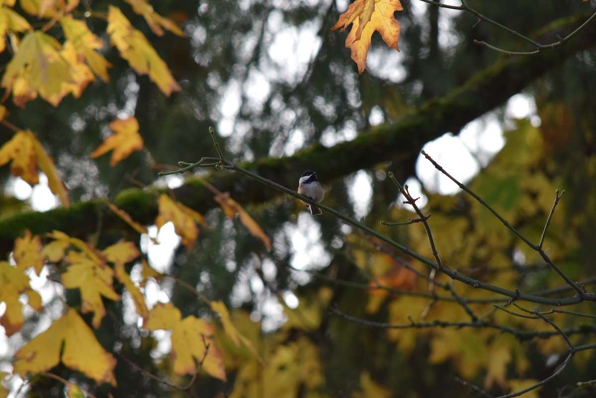 Black-capped Chickadee - Zack Saavedra