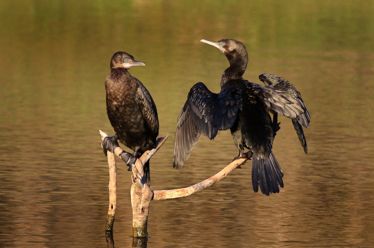 Little Black Cormorant - ML183919581