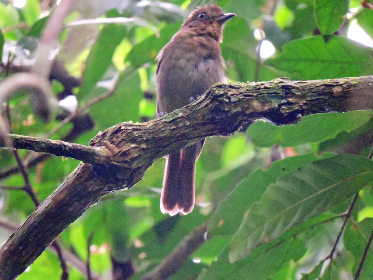Brown-winged Schiffornis - ML183920741