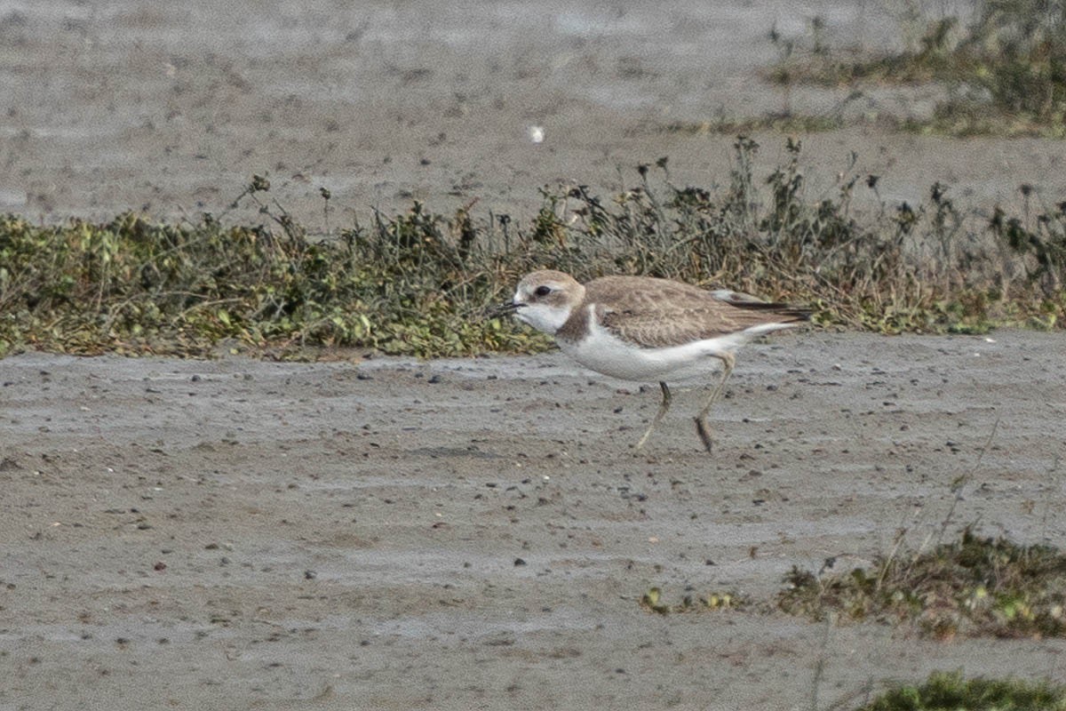 鐵嘴鴴 - ML183921121