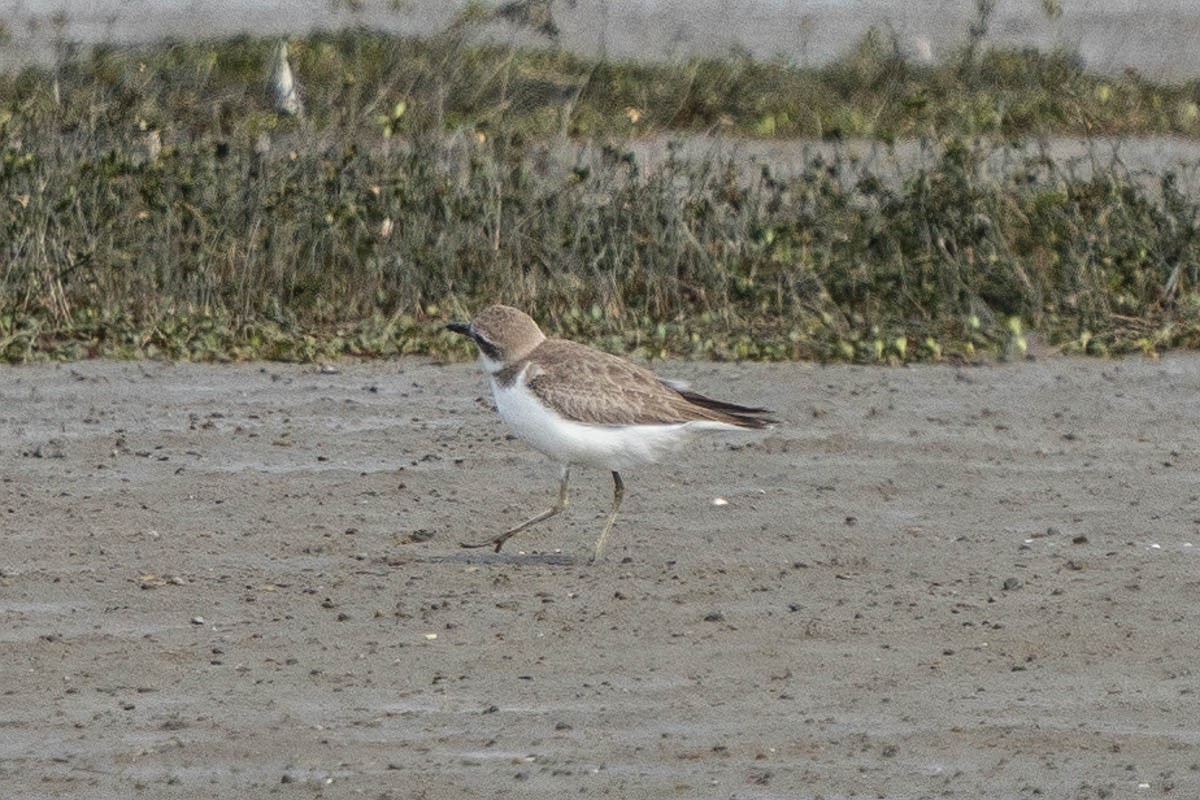 鐵嘴鴴 - ML183921131