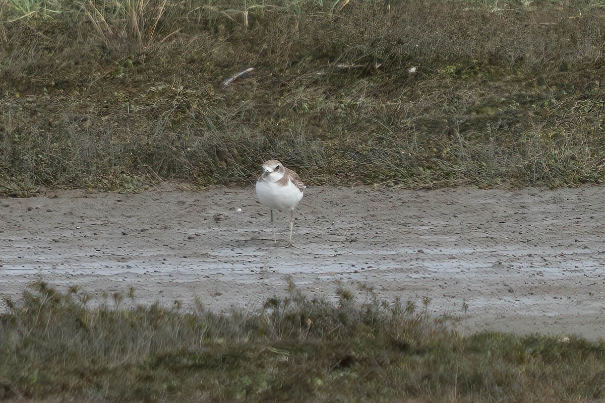 鐵嘴鴴 - ML183921141