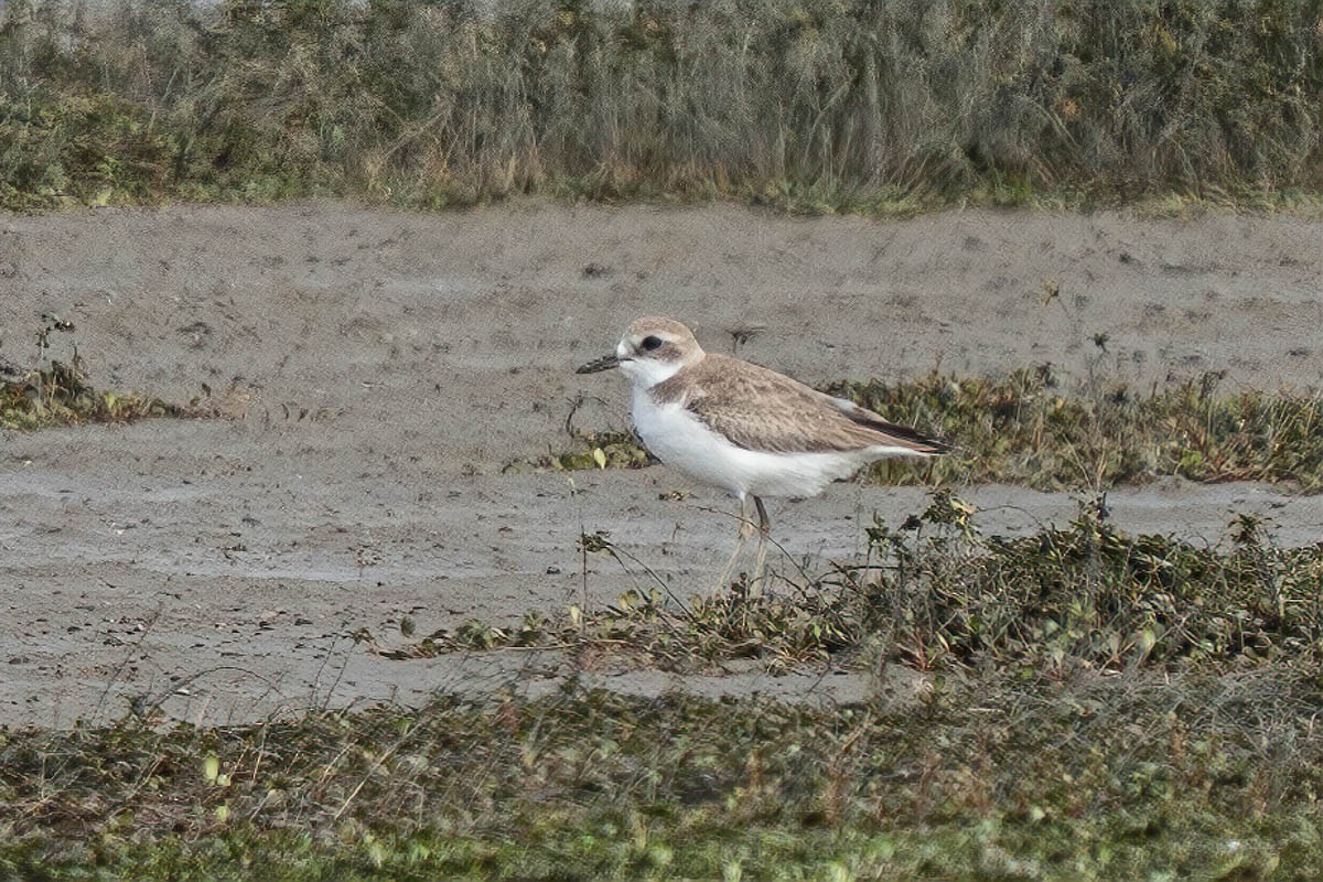 鐵嘴鴴 - ML183921151