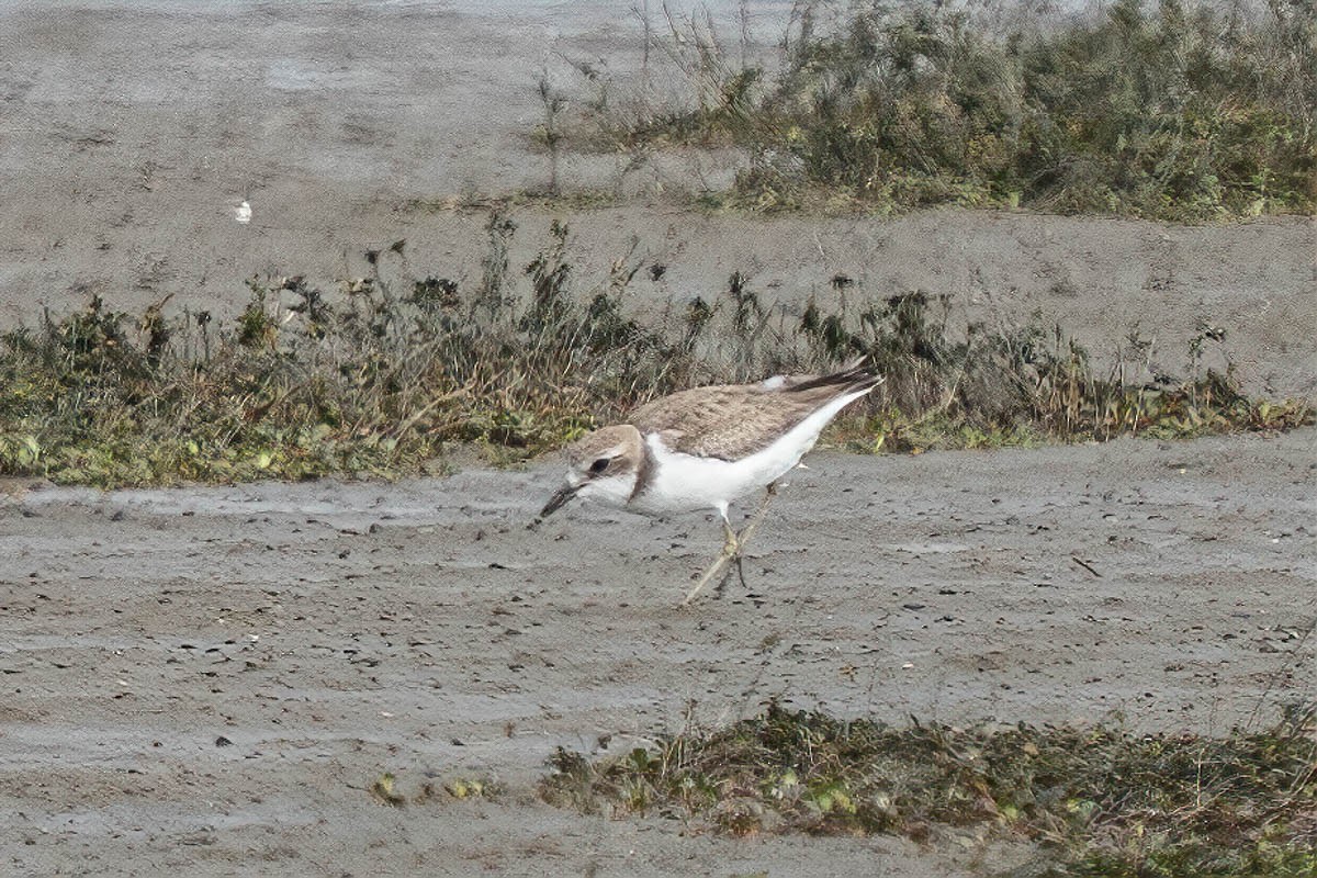 鐵嘴鴴 - ML183921161