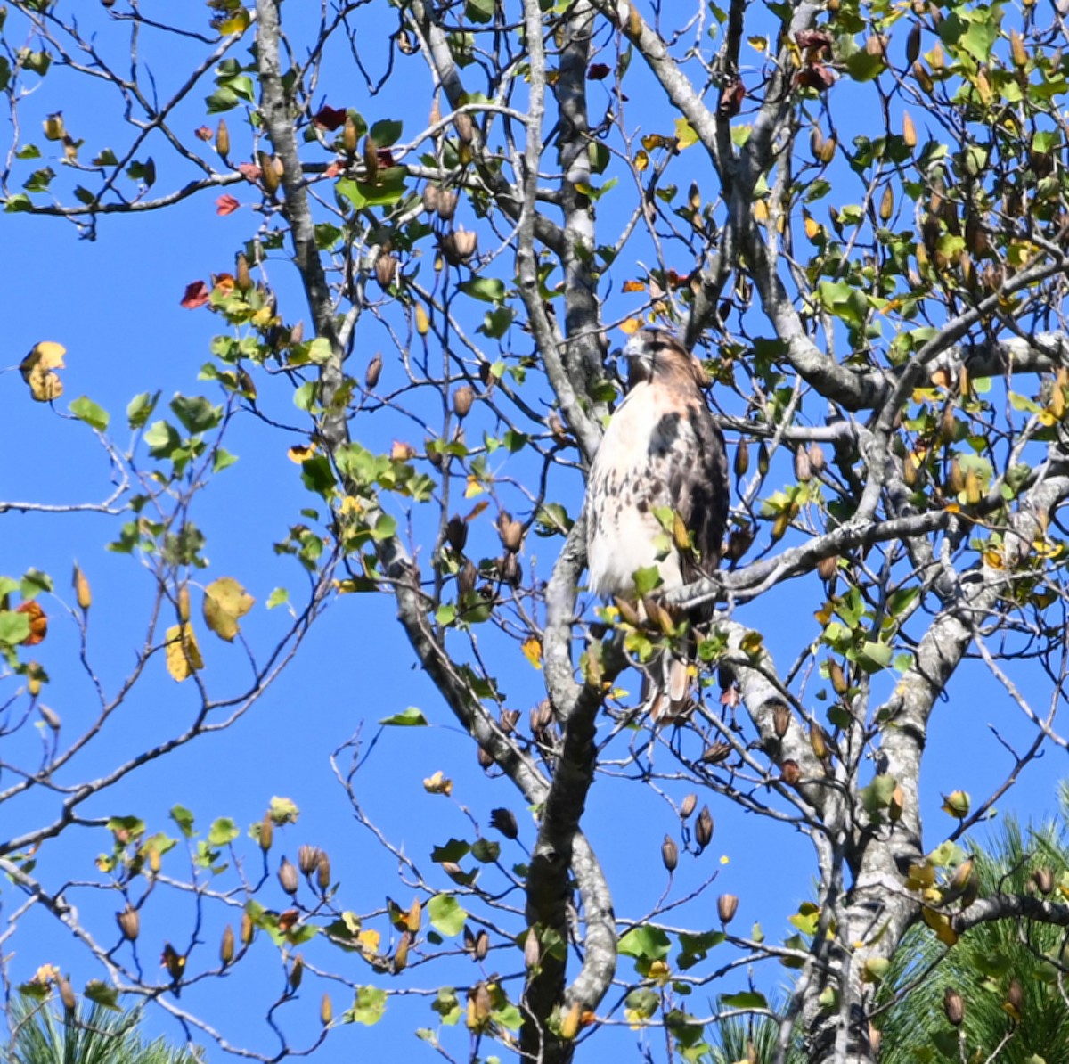Red-tailed Hawk - ML183921231
