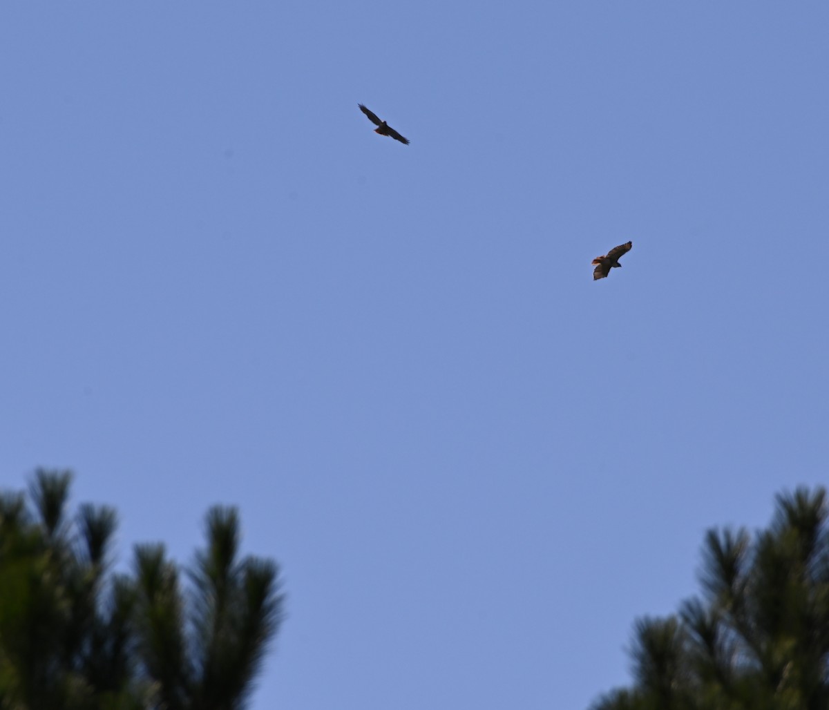 Red-tailed Hawk - ML183921241