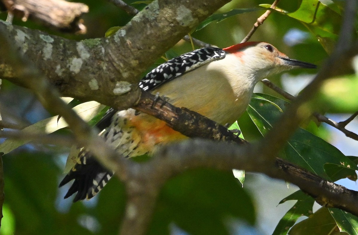 Red-bellied Woodpecker - Ann Stinely