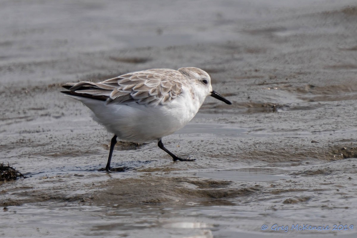 三趾濱鷸 - ML183921291