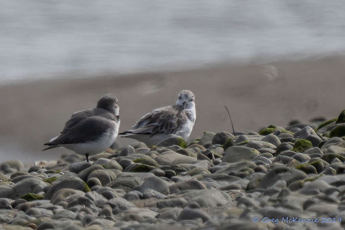 三趾濱鷸 - ML183921301