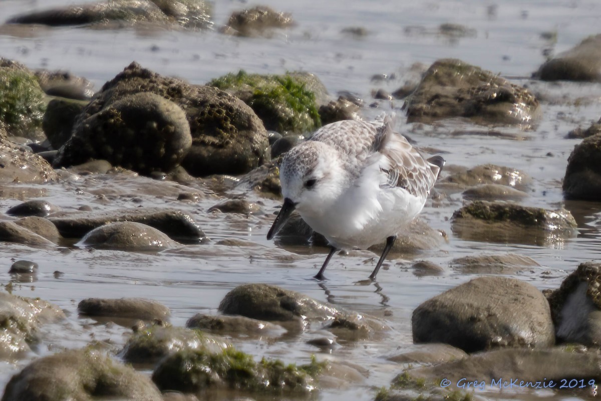 三趾濱鷸 - ML183921311