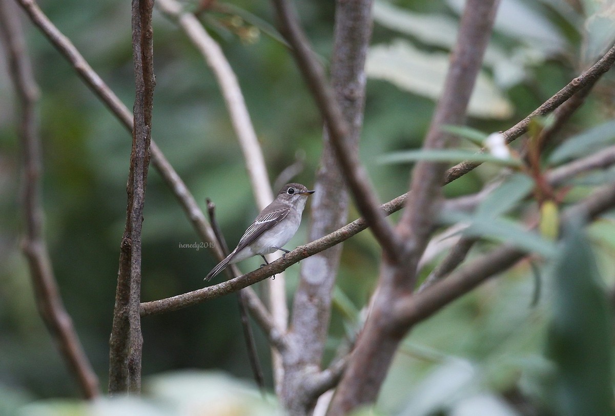 Дагуурын намнаахай - ML183922011