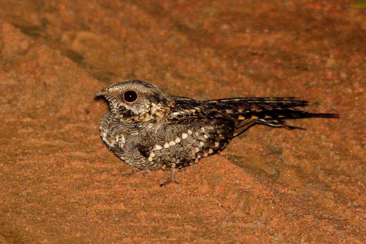 Scissor-tailed Nightjar - ML183922761