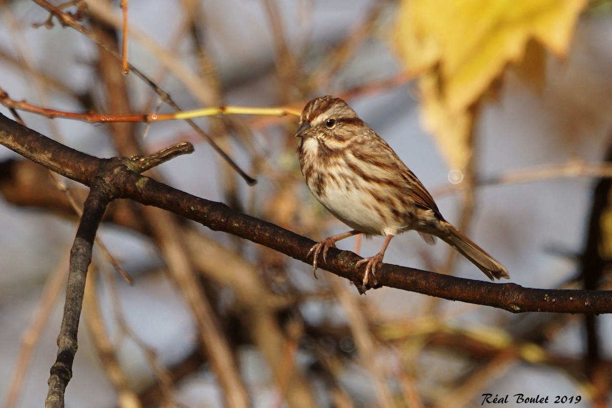 Song Sparrow - ML183923681