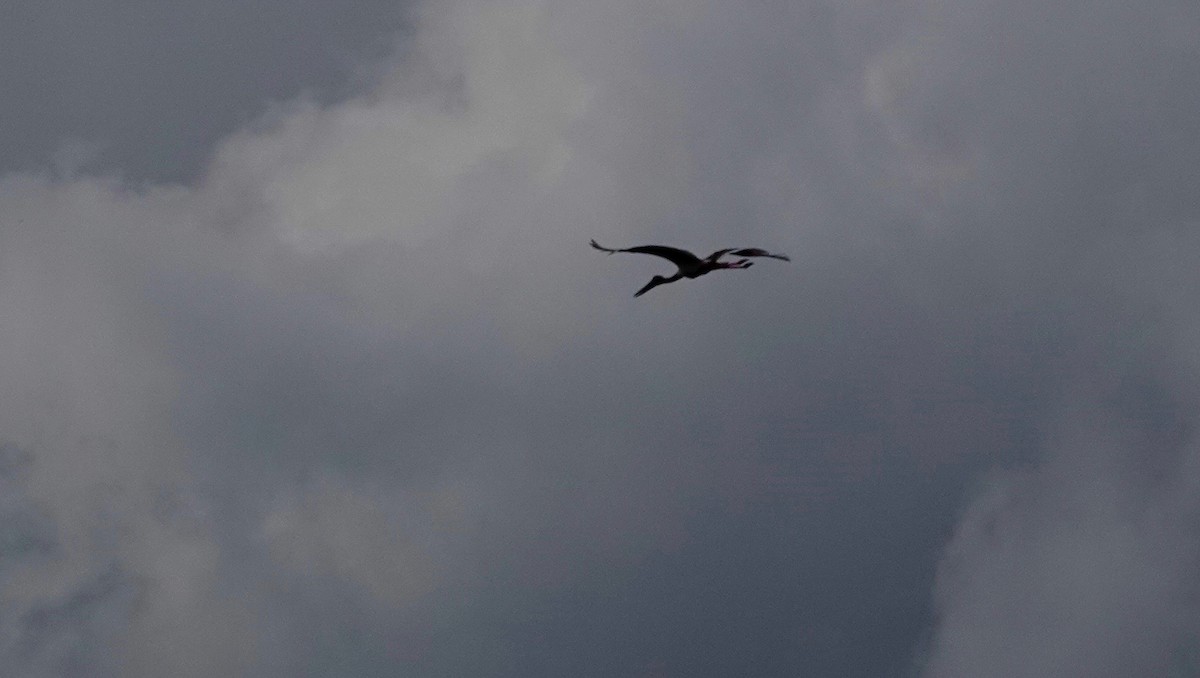 Black-necked Stork - Forest Tomlinson