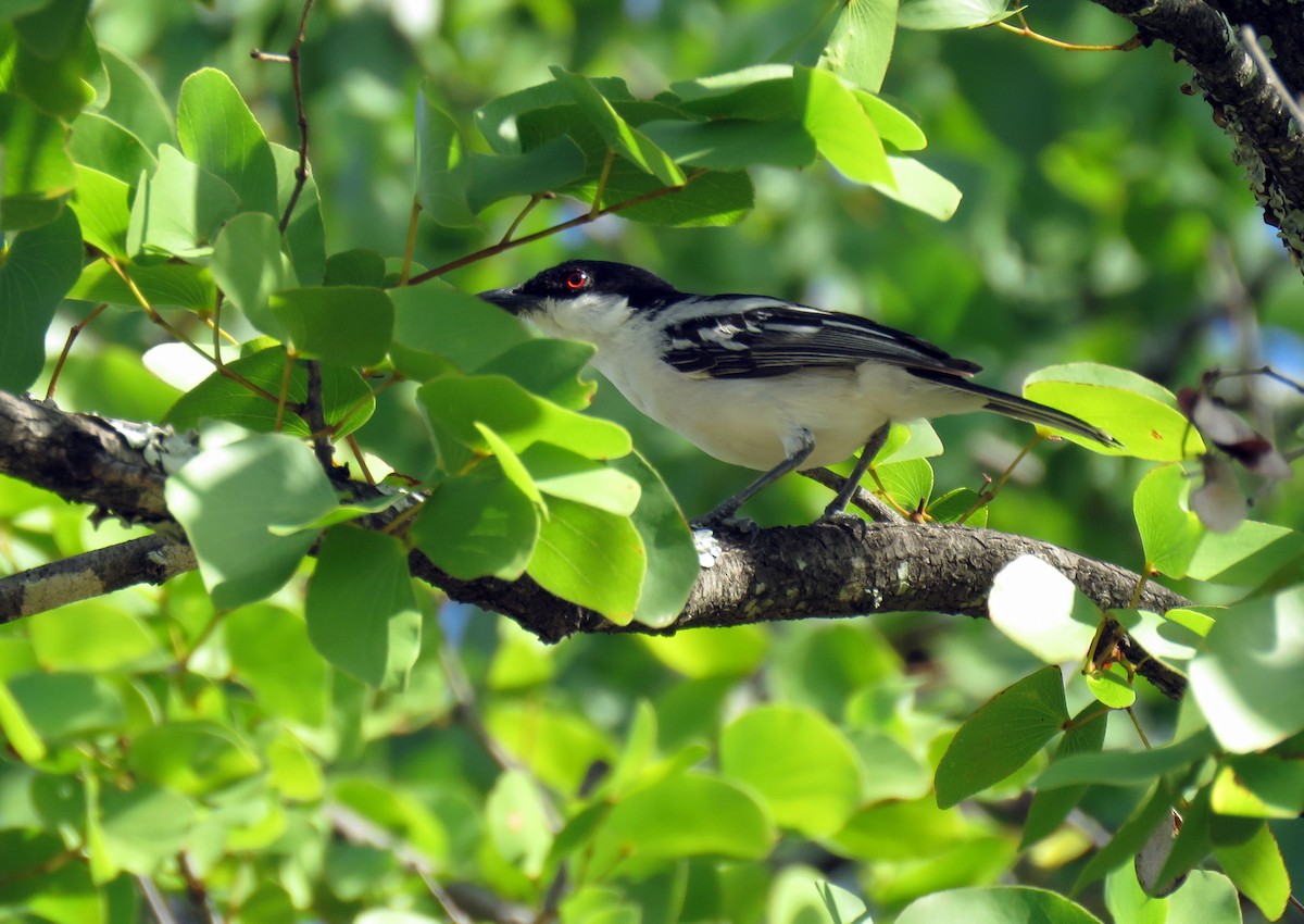 Black-backed Puffback - ML183924821