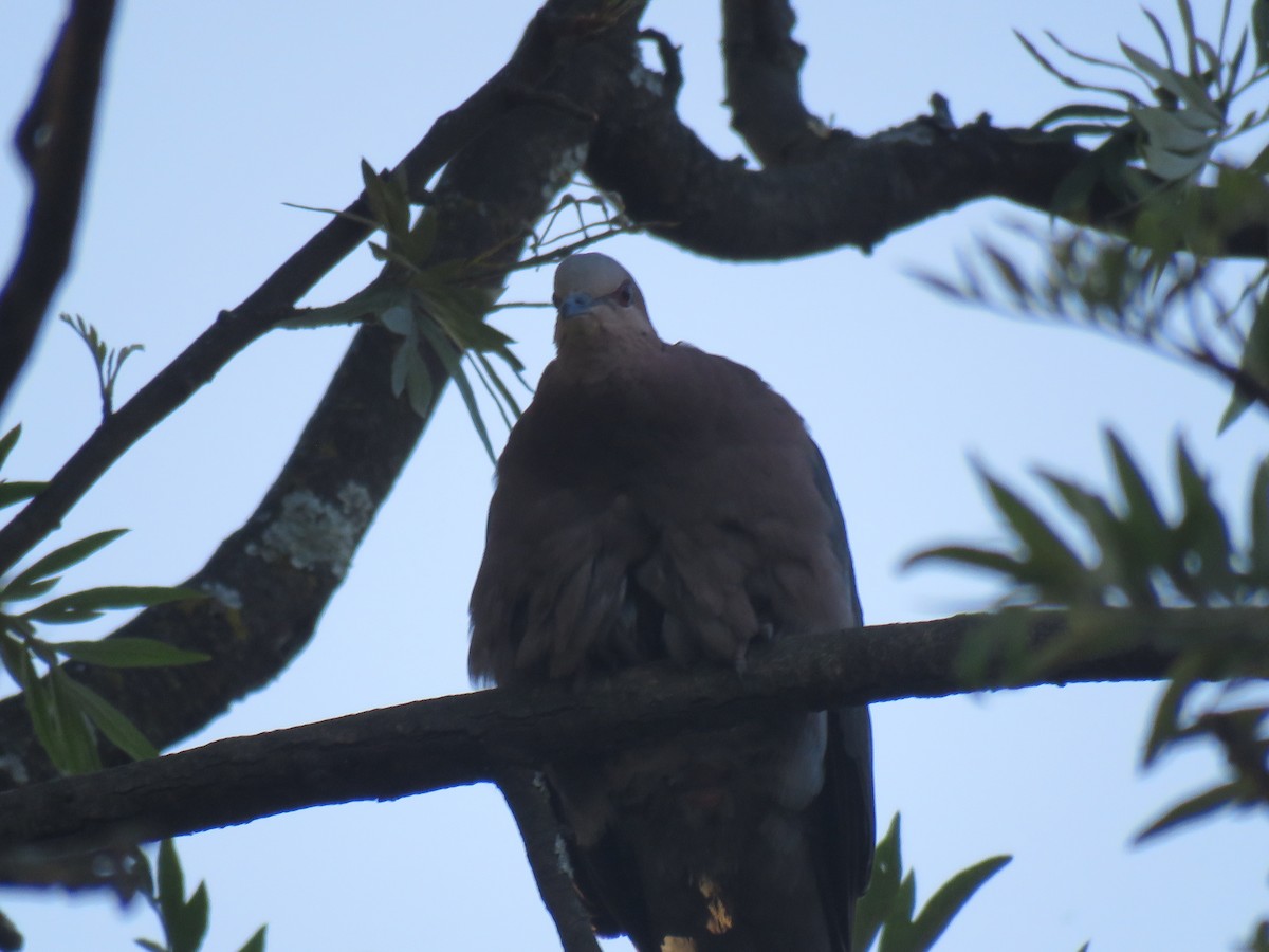 Red-eyed Dove - ML183926131