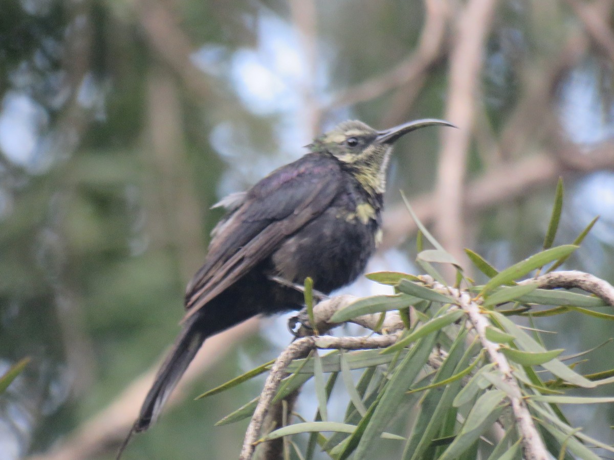 Tacazze Sunbird - ML183926341