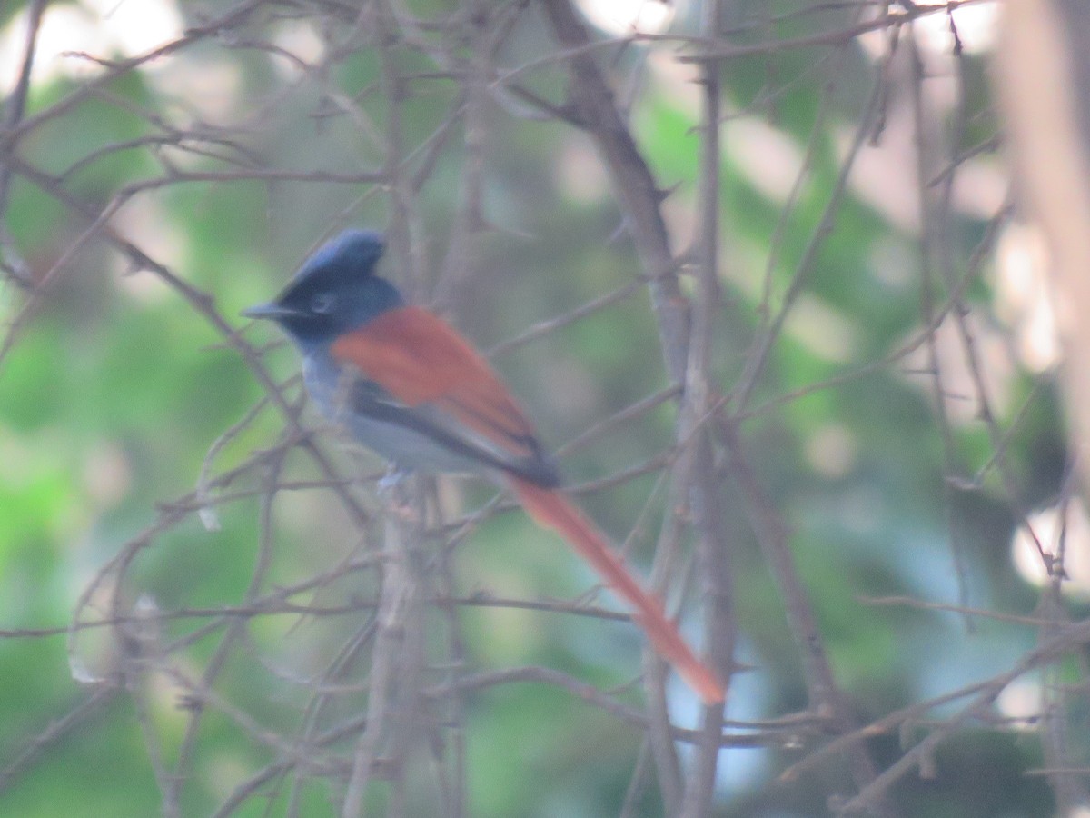 African Paradise-Flycatcher - ML183926421