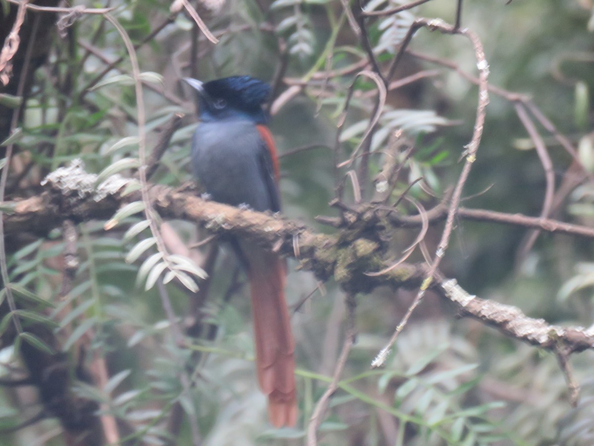 African Paradise-Flycatcher - Thomas Brooks