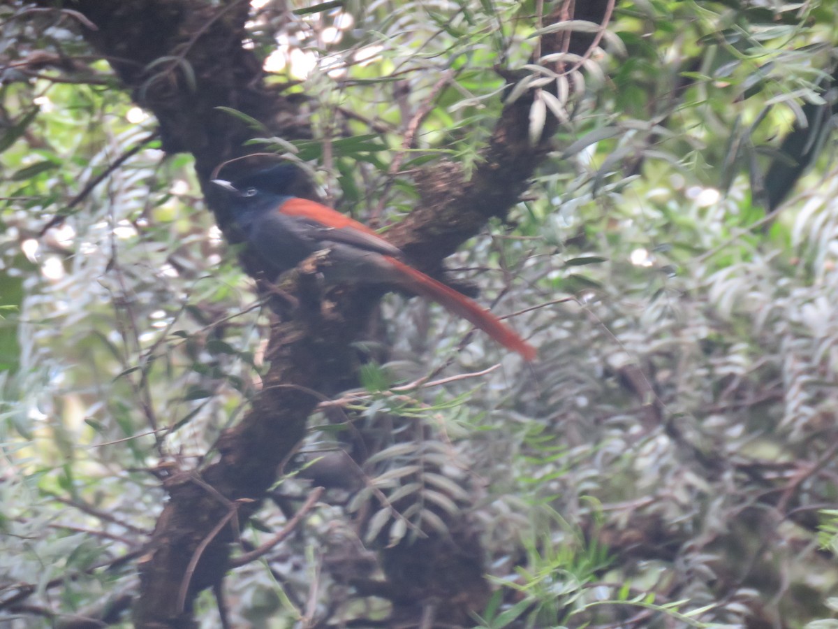 African Paradise-Flycatcher - ML183926631