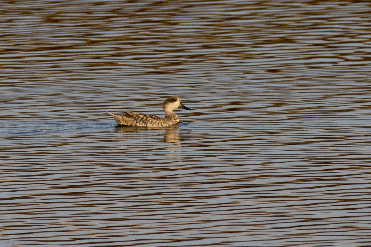 Marbled Duck - ML183930251