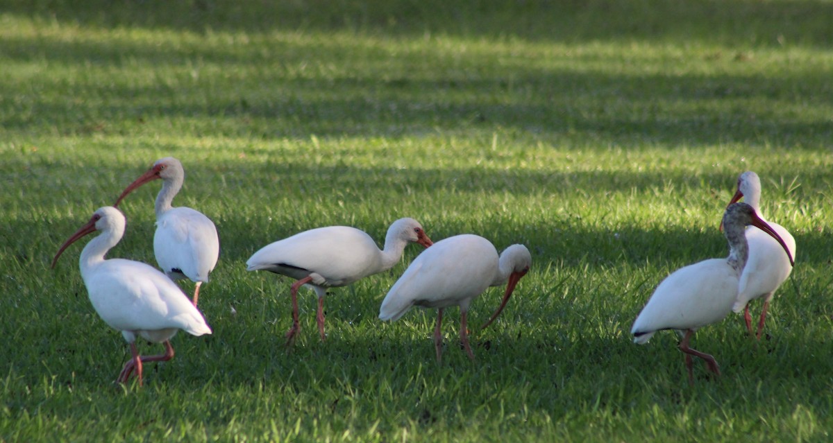 ibis bílý - ML183930921