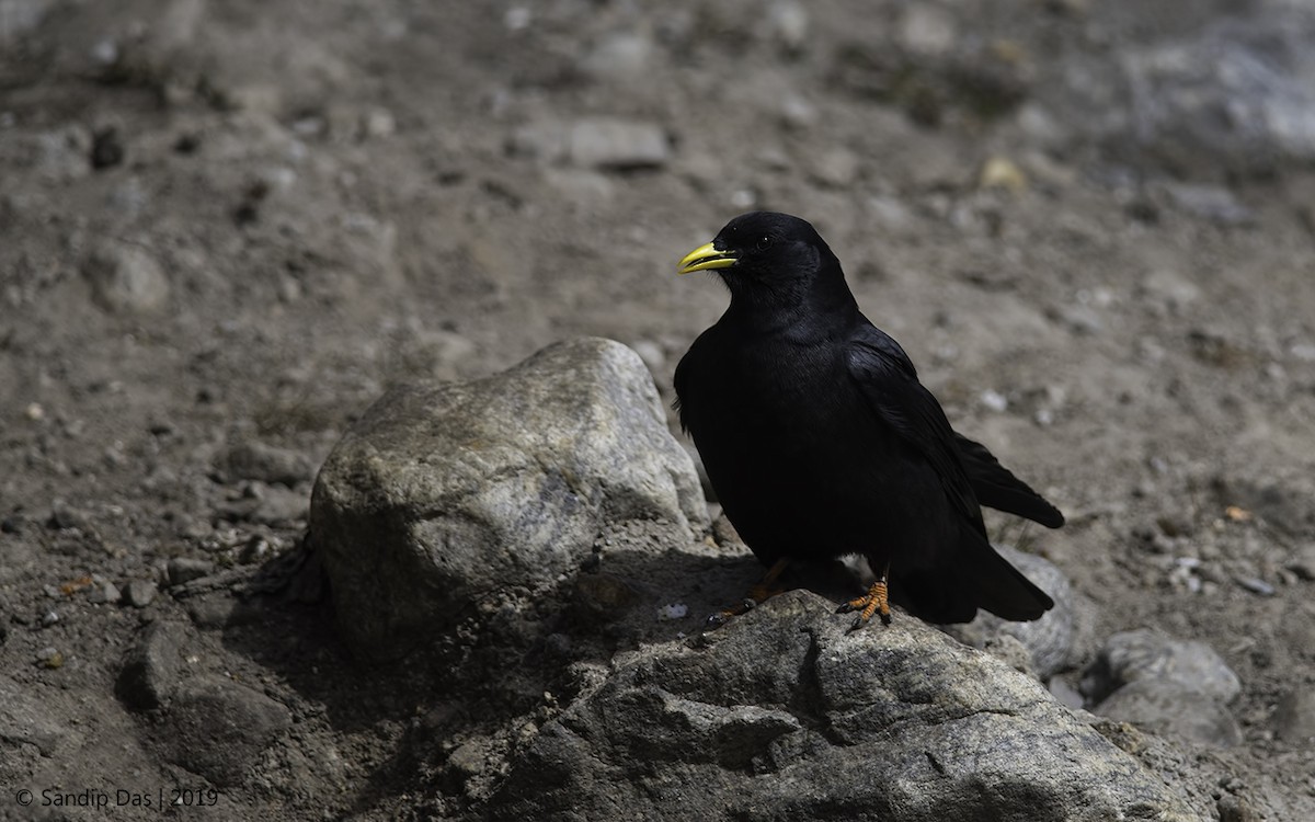 Yellow-billed Chough - Sandip Das