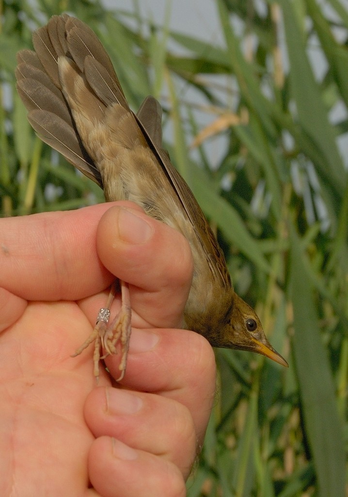 River Warbler - Gordan Pomorišac