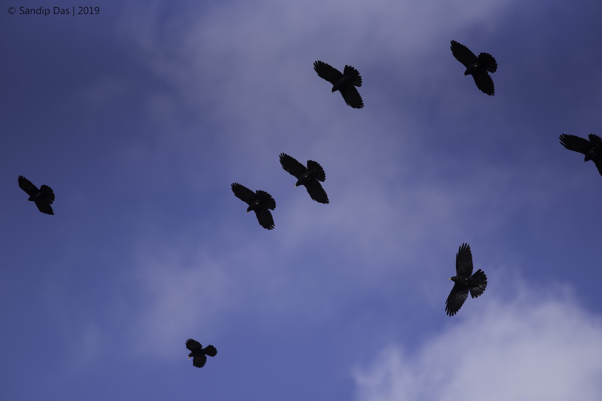 Yellow-billed Chough - Sandip Das