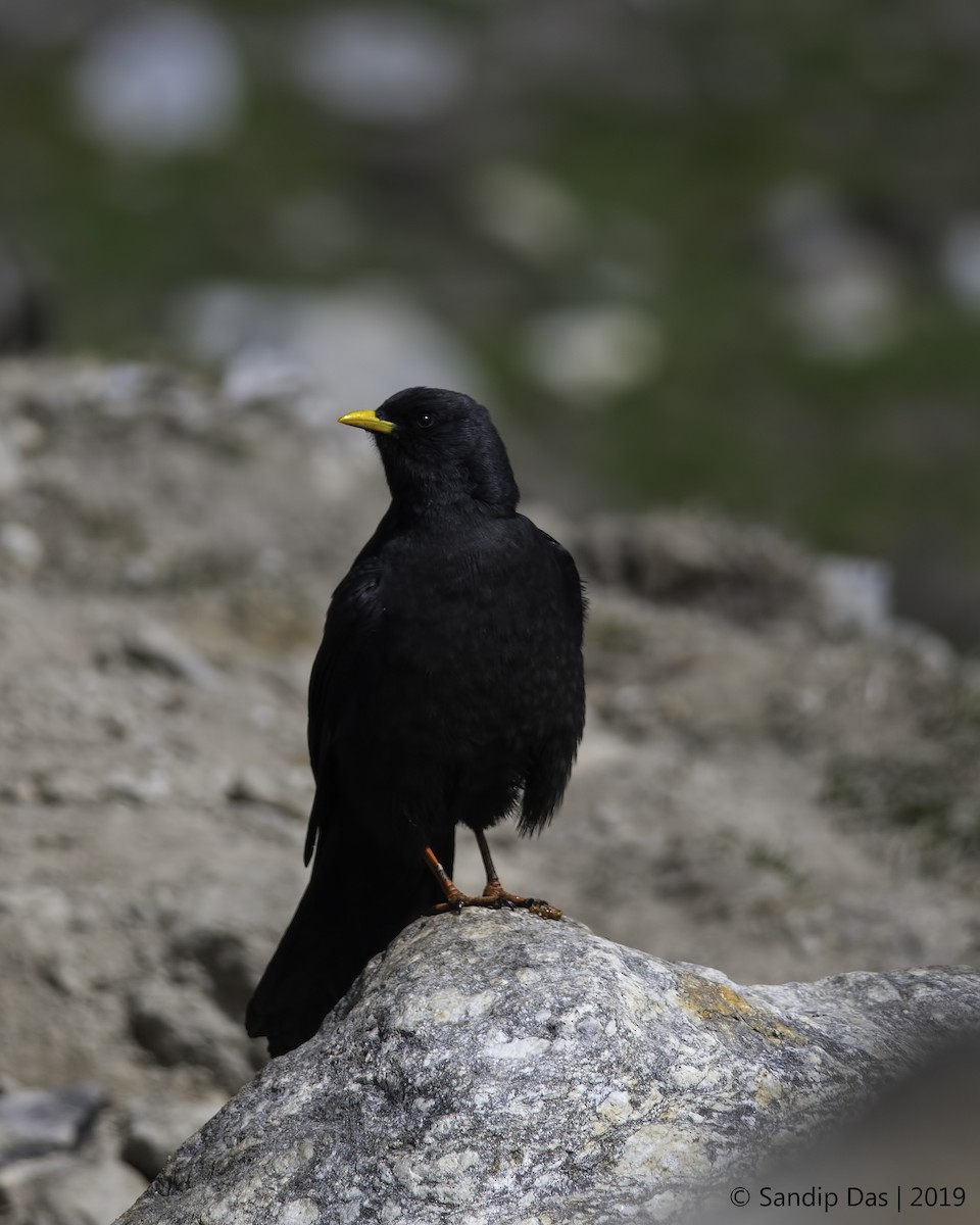 Yellow-billed Chough - Sandip Das