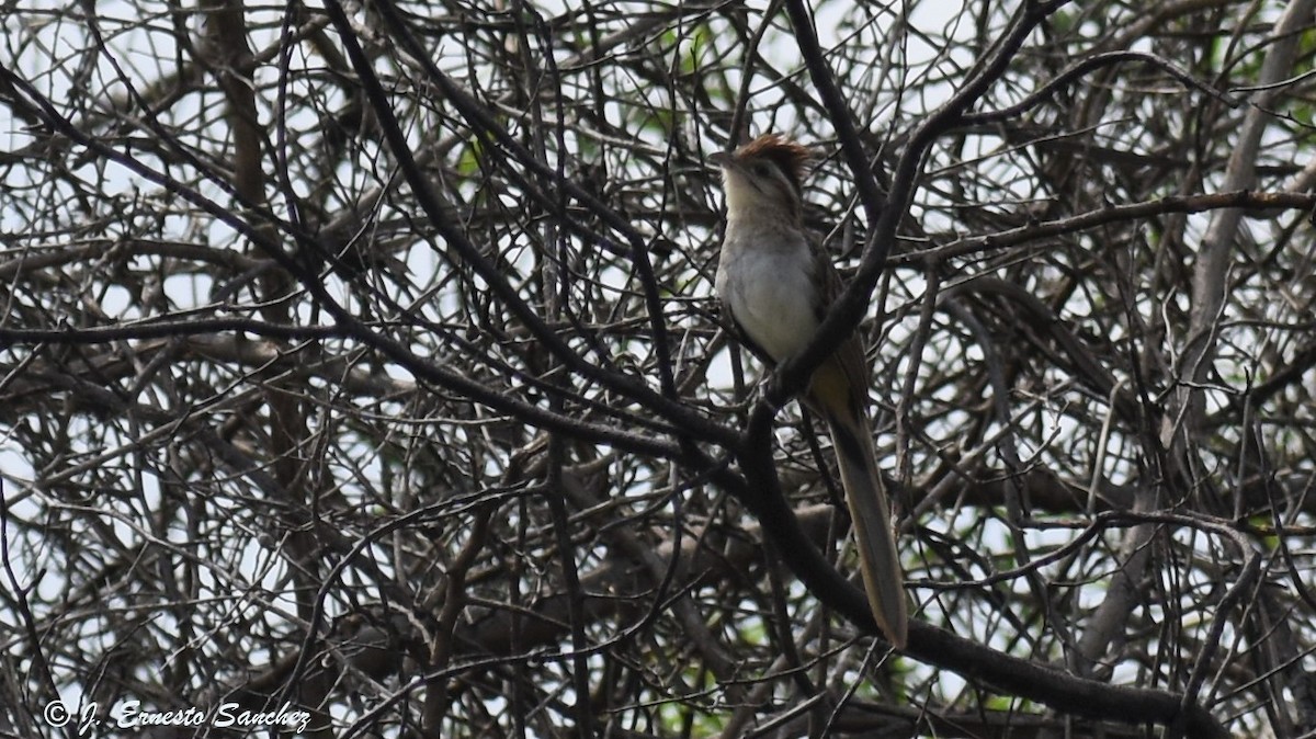 Streifenkuckuck - ML183933261