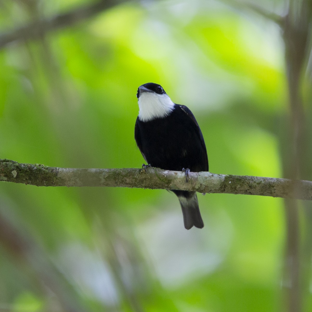 White-bibbed Manakin - ML183933321