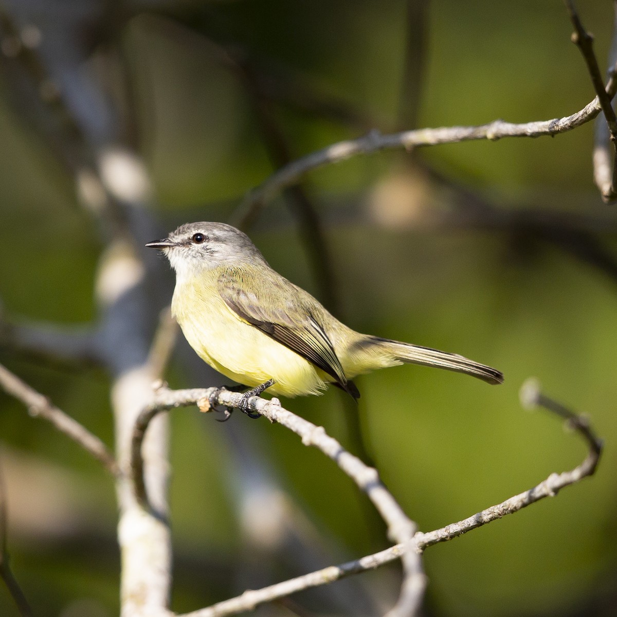 Sooty-headed Tyrannulet - ML183933511