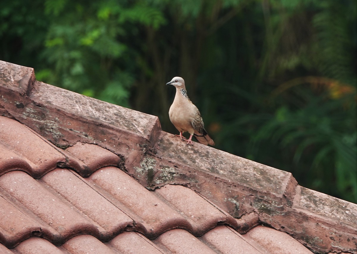Spotted Dove - ML183934241