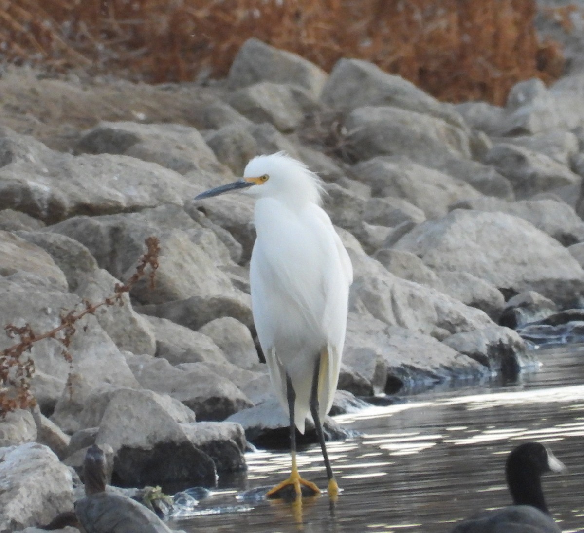 Snowy Egret - ML183935191